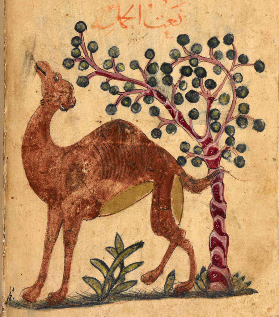 Traditional camel herding